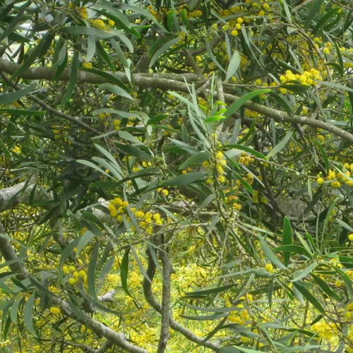 Acacia Confusa 種子 MENU Acacia Confusa zaden | Dutch-smart.nl
